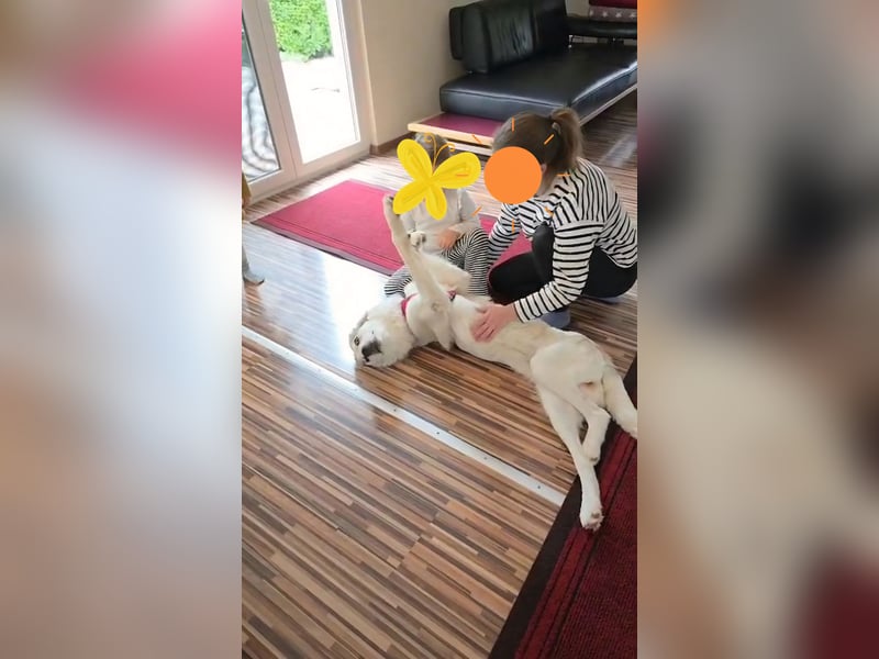 Wally, menschenbezogen, verspielt, sozial