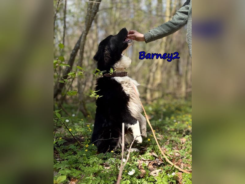 Barney2 geb. 02/2025 (in Deutschland) - loyaler Herdenschutzhund sucht Rassekenner!