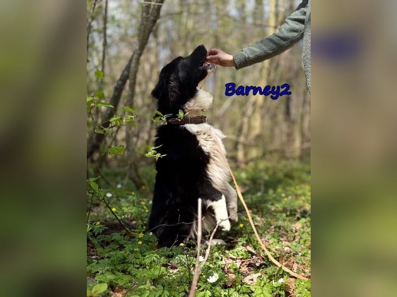Barney2 geb. 02/2025 (in Deutschland) - loyaler Herdenschutzhund sucht Rassekenner!
