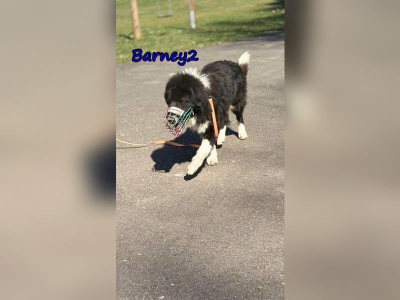 Barney2 geb. 02/2025 (in Deutschland) - loyaler Herdenschutzhund sucht Rassekenner!