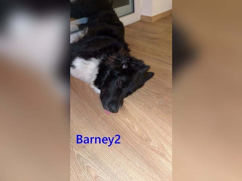 Barney2 geb. 02/2025 (in Deutschland) - loyaler Herdenschutzhund sucht Rassekenner!