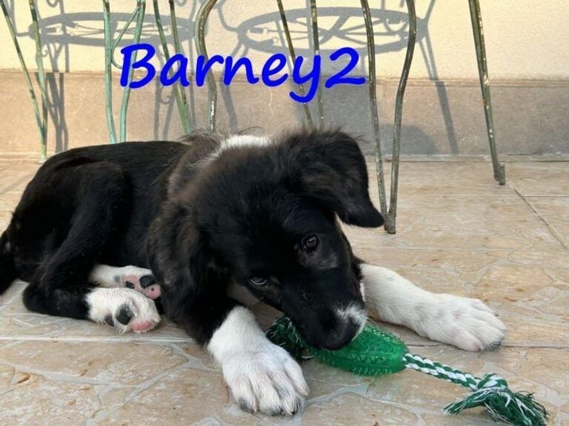 Barney2 geb. 02/2025 (in Deutschland) - loyaler Herdenschutzhund sucht Rassekenner!