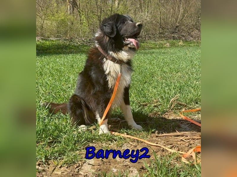 Barney2 geb. 02/2025 (in Deutschland) - loyaler Herdenschutzhund sucht Rassekenner!