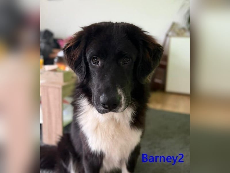 Barney2 geb. 02/2025 (in Deutschland) - loyaler Herdenschutzhund sucht Rassekenner!