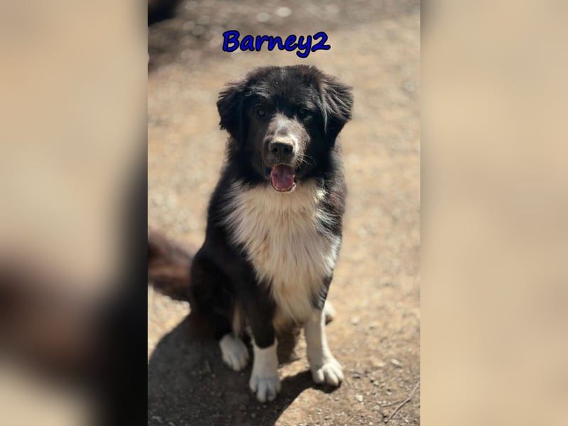Barney2 geb. 02/2025 (in Deutschland) - loyaler Herdenschutzhund sucht Rassekenner!