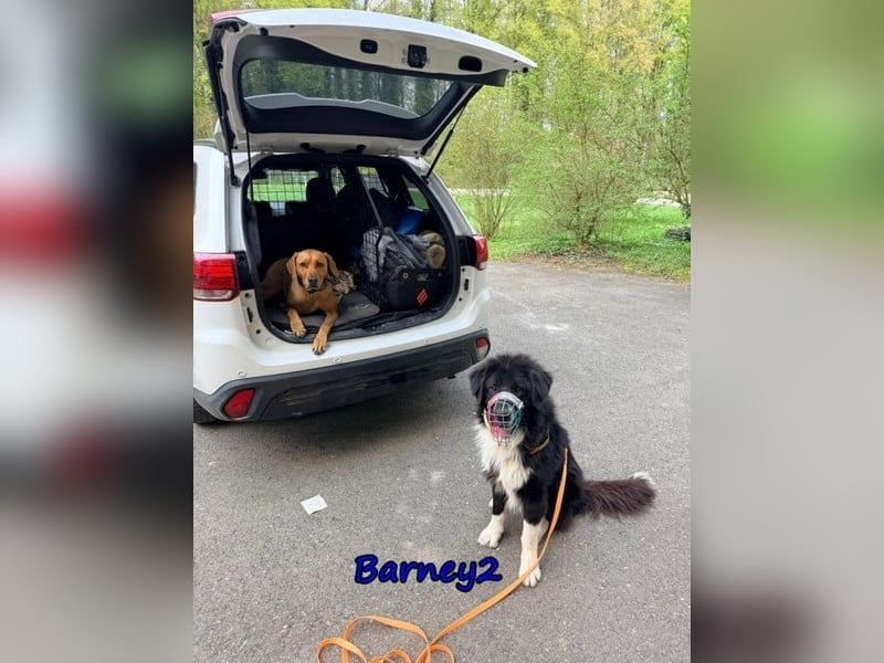 Barney2 geb. 02/2025 (in Deutschland) - loyaler Herdenschutzhund sucht Rassekenner!
