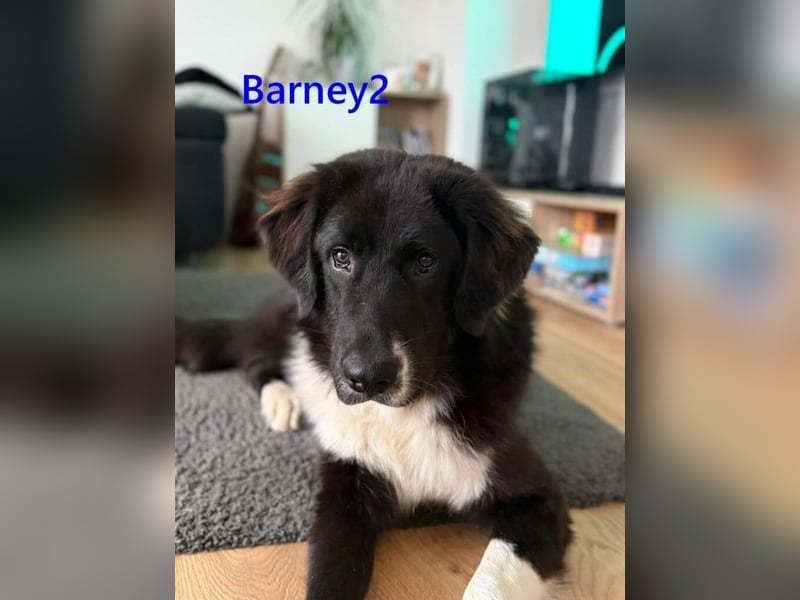 Barney2 geb. 02/2025 (in Deutschland) - loyaler Herdenschutzhund sucht Rassekenner!