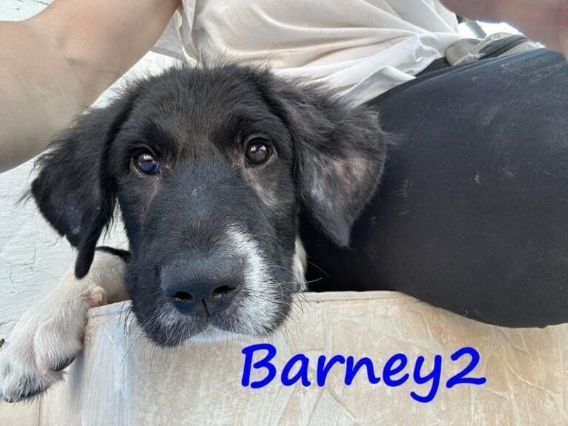 Barney2 geb. 02/2025 (in Deutschland) - loyaler Herdenschutzhund sucht Rassekenner!