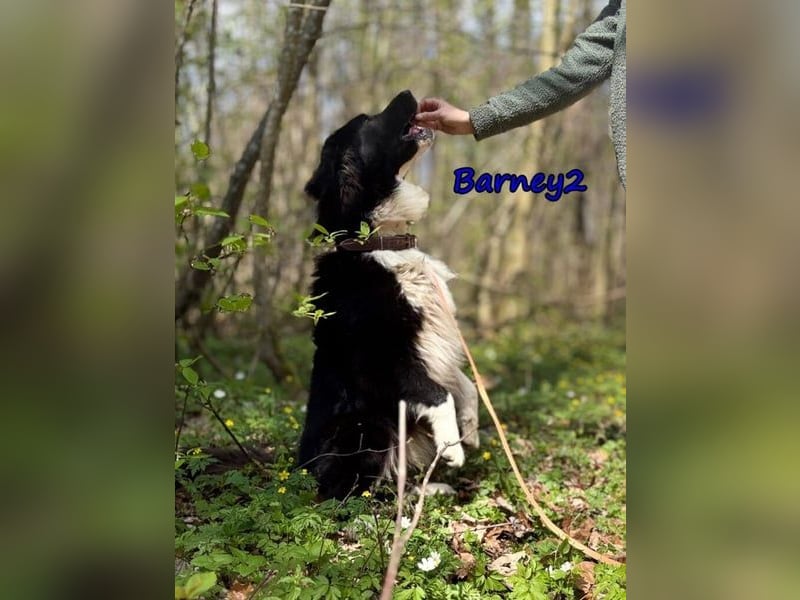 Barney2 geb. 02/2025 (in Deutschland) - loyaler Herdenschutzhund sucht Rassekenner!
