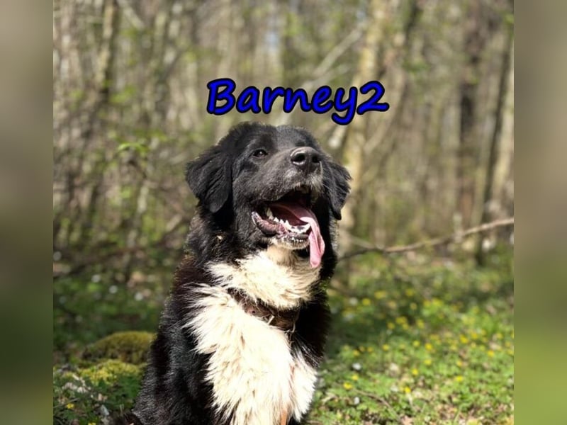 Barney2 geb. 02/2025 (in Deutschland) - loyaler Herdenschutzhund sucht Rassekenner!