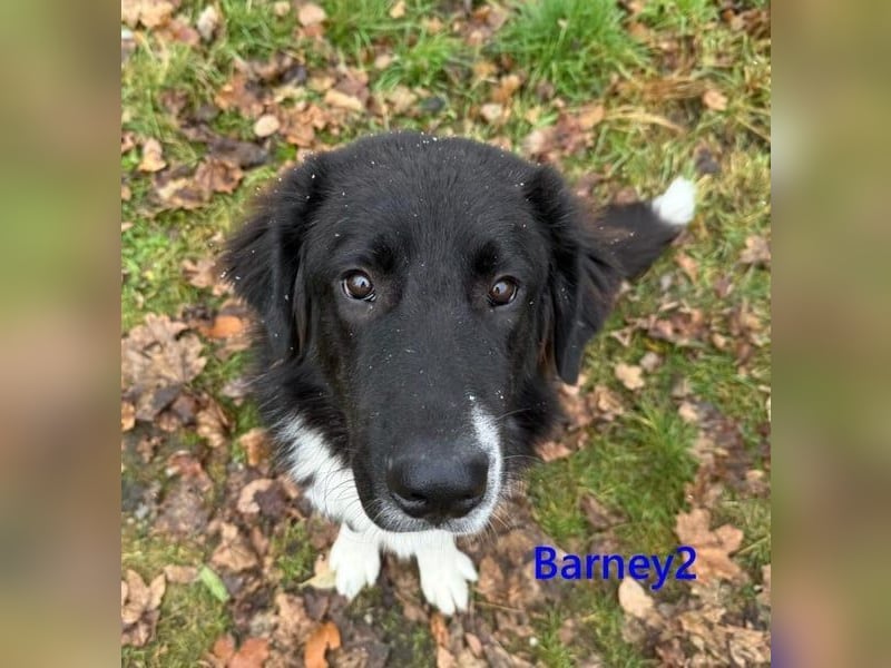Barney2 geb. 02/2025 (in Deutschland) - loyaler Herdenschutzhund sucht Rassekenner!