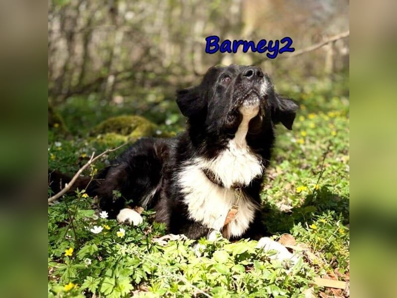 Barney2 geb. 02/2025 (in Deutschland) - loyaler Herdenschutzhund sucht Rassekenner!