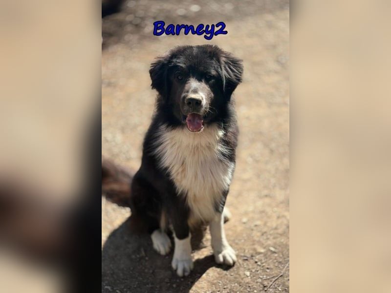 Barney2 geb. 02/2025 (in Deutschland) - loyaler Herdenschutzhund sucht Rassekenner!