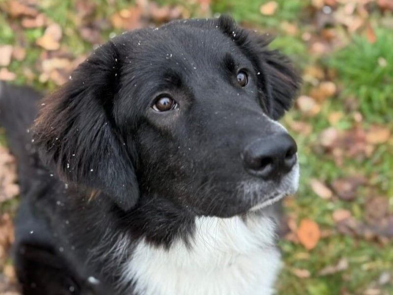 Barney2 geb. 02/2025 (in Deutschland) - loyaler Herdenschutzhund sucht Rassekenner!