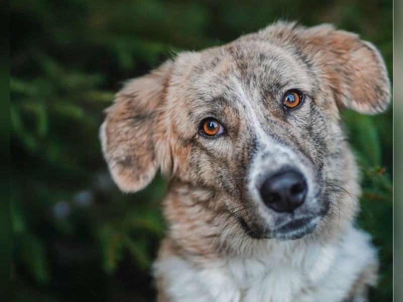 Mali, menschenbezogen, katzenverträglich