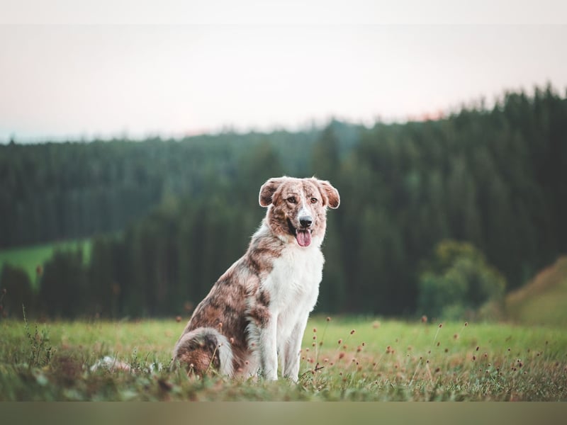 Mali, menschenbezogen, katzenverträglich