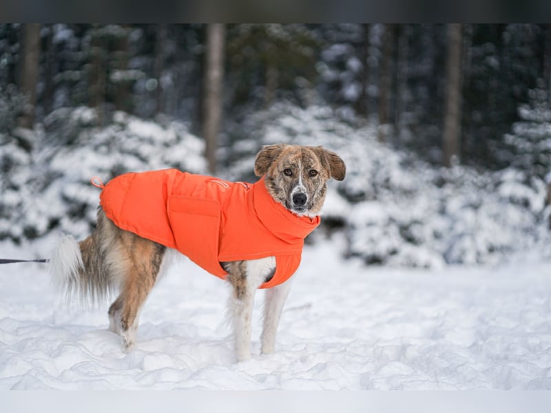 Mali, menschenbezogen, katzenverträglich