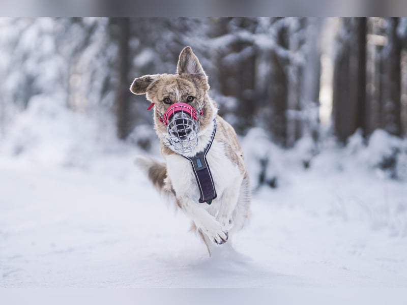 Mali, menschenbezogen, katzenverträglich