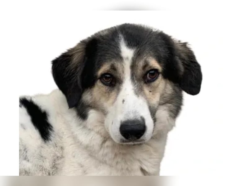 Olive ❤️ liebe Hündin sucht ihren Platz