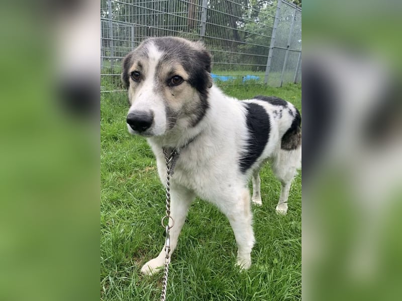 Olive ❤️ liebe Hündin sucht ihren Platz