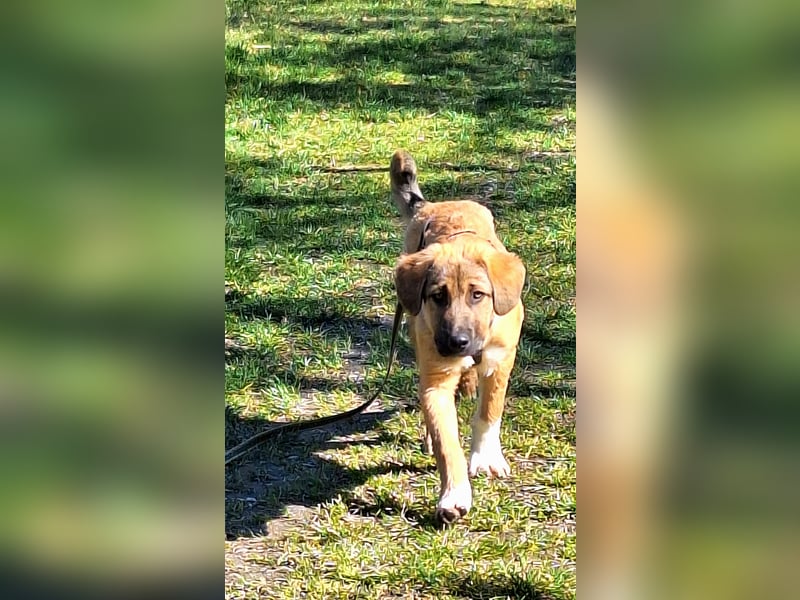 Josef, 5 Monate, sozial, sehr menschenbezogen