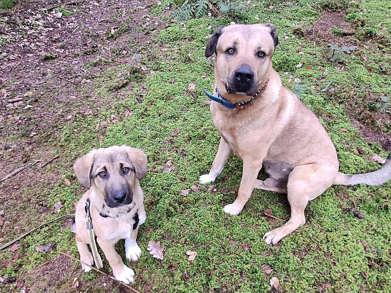 Josef, 5 Monate, sozial, sehr menschenbezogen