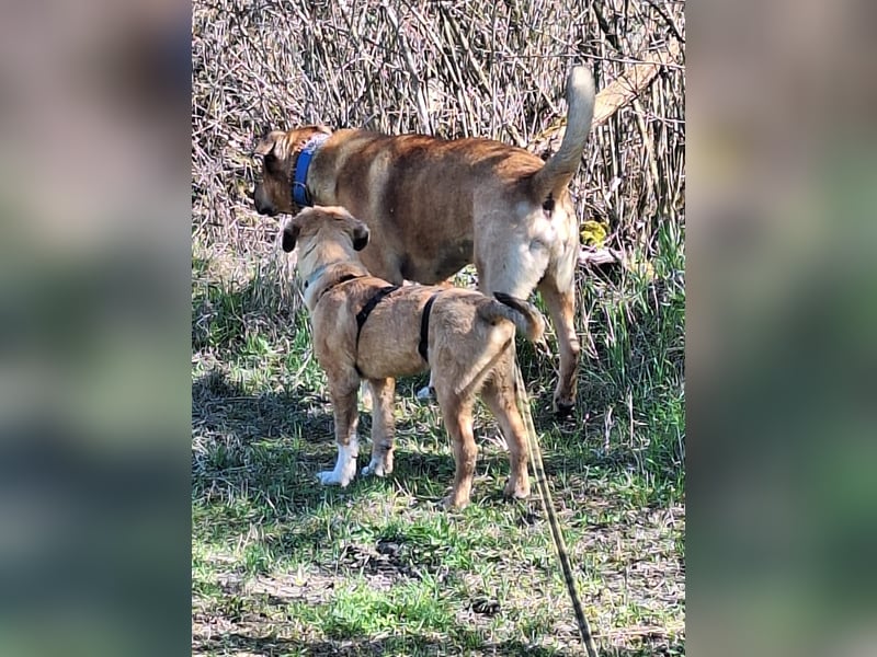Josef, 5 Monate, sozial, sehr menschenbezogen
