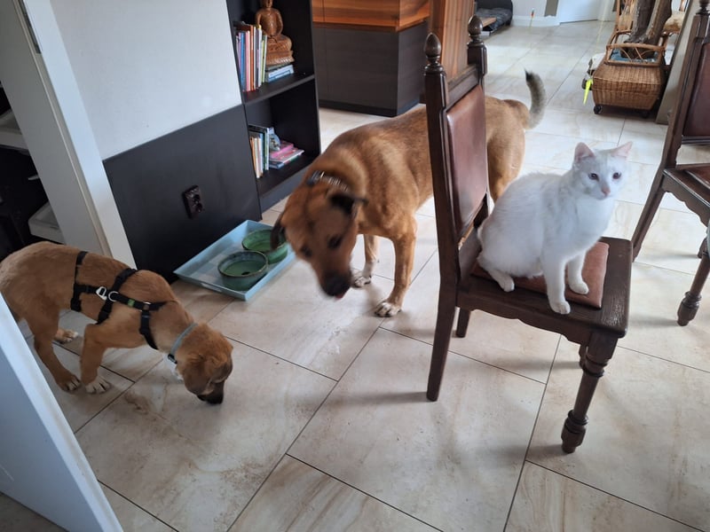 Josef, 5 Monate, sozial, sehr menschenbezogen