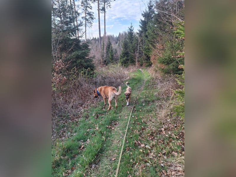 Josef, 5 Monate, sozial, sehr menschenbezogen