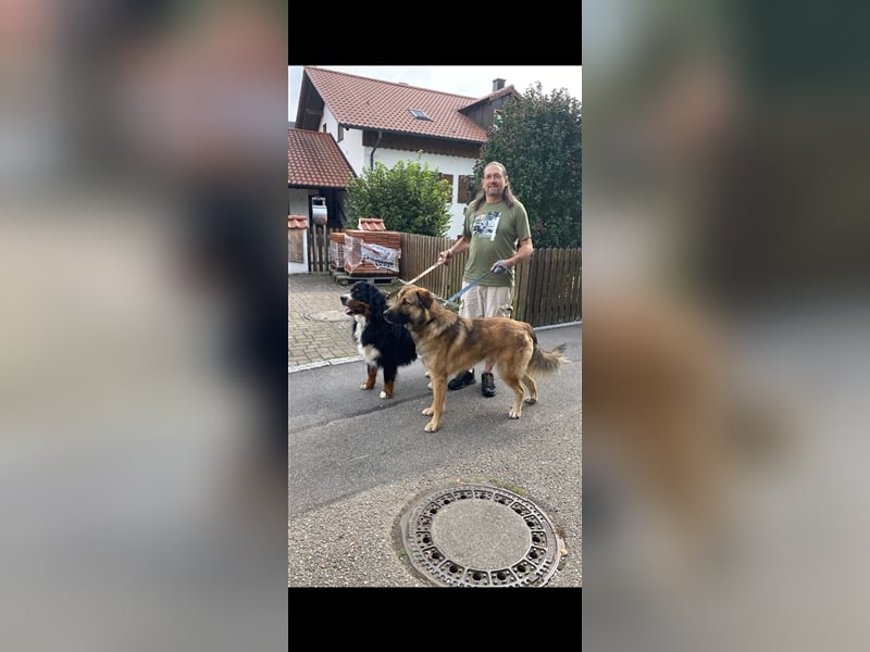 Pauli, Herdenschutzmix sucht erfahrene Menschen