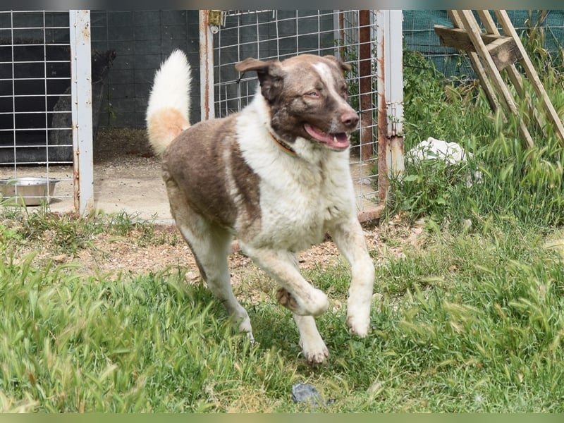 Stephan - Ein hoffnungsvoller Hund sucht sein Zuhause