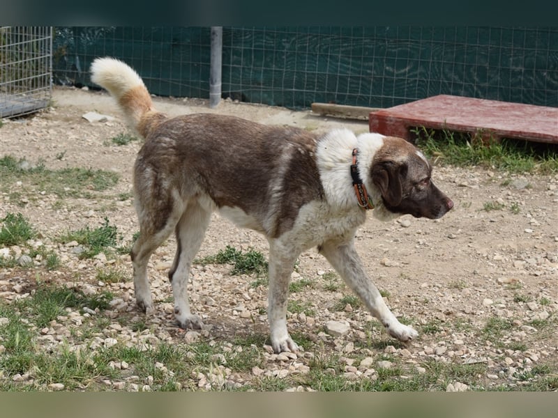 Stephan - Ein hoffnungsvoller Hund sucht sein Zuhause