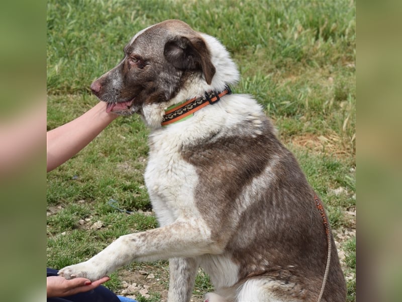 Stephan - Ein hoffnungsvoller Hund sucht sein Zuhause