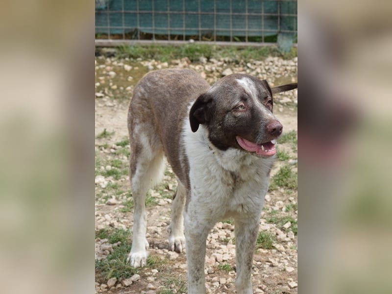 Stephan - Ein hoffnungsvoller Hund sucht sein Zuhause