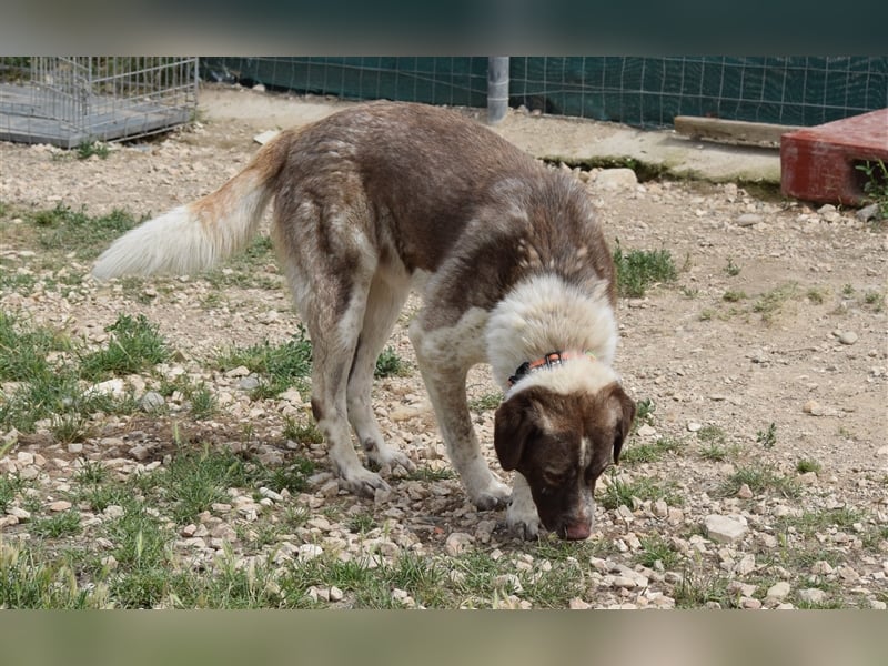 Stephan - Ein hoffnungsvoller Hund sucht sein Zuhause
