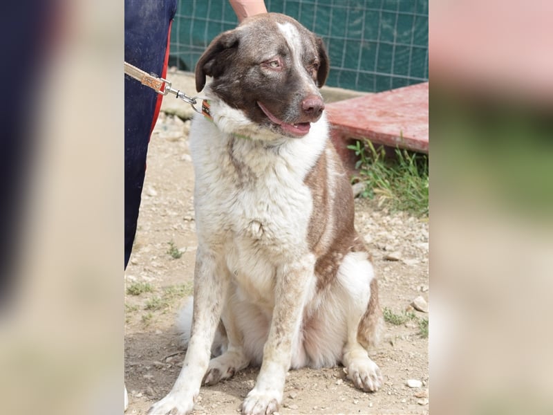 Stephan - Ein hoffnungsvoller Hund sucht sein Zuhause