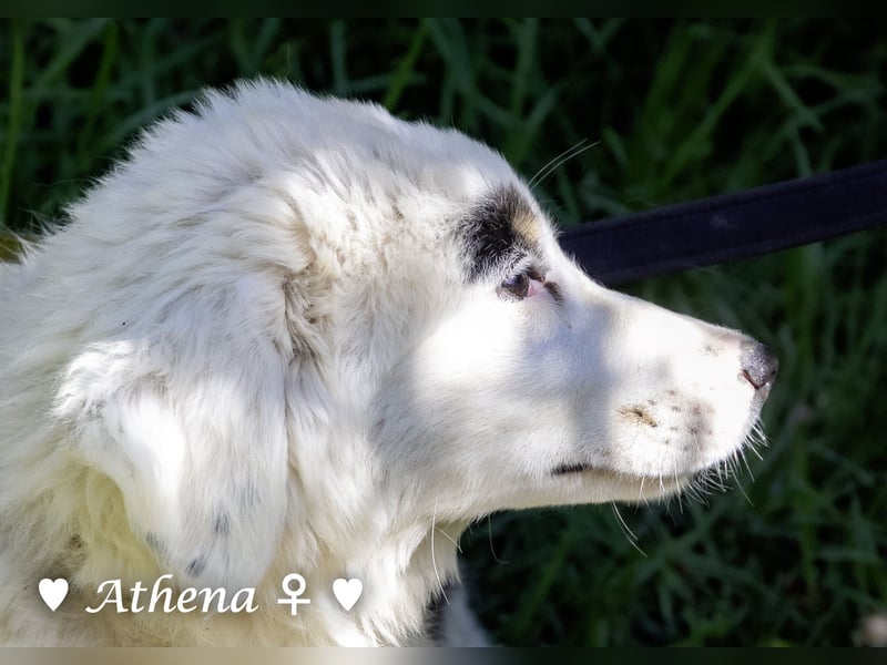 Apollo und Athena suchen ein Zuhause