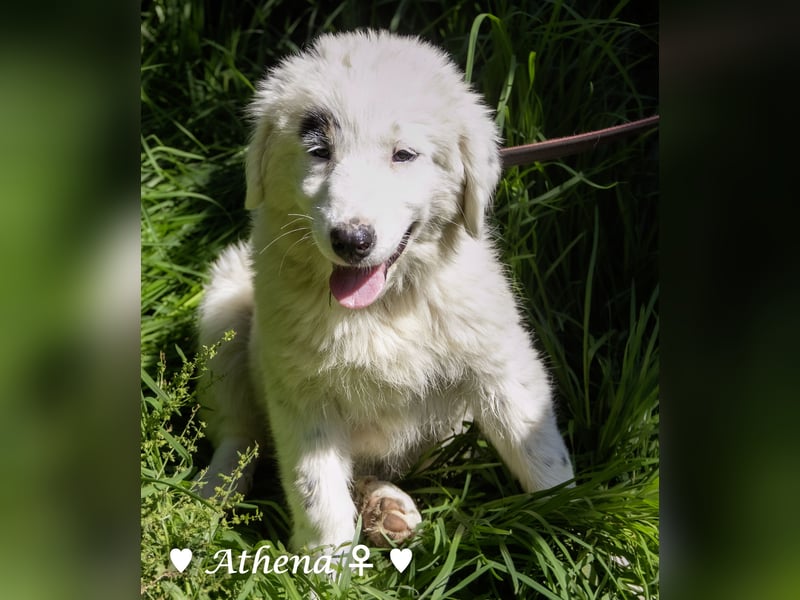 Apollo und Athena suchen ein Zuhause