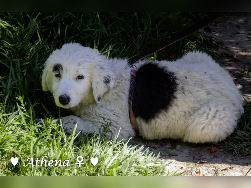 Apollo und Athena suchen ein Zuhause