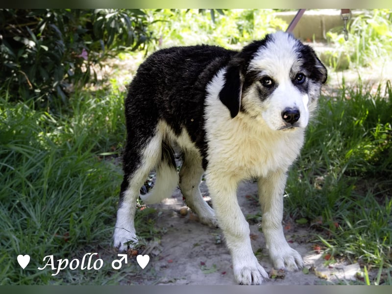Apollo und Athena suchen ein Zuhause
