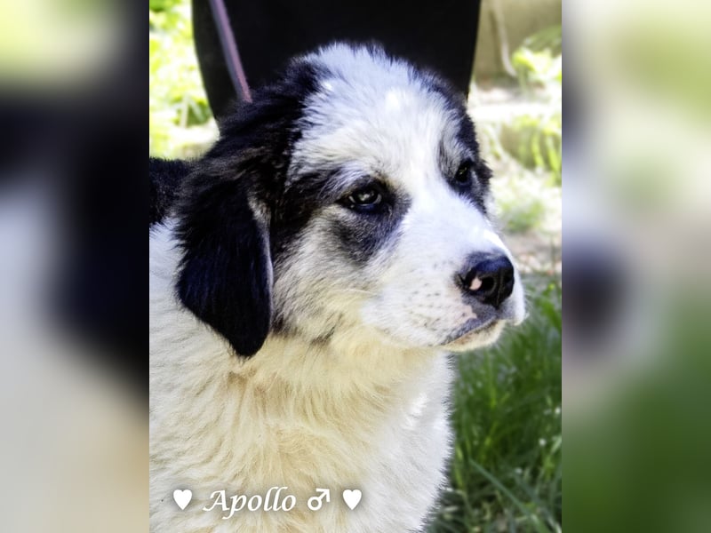 Apollo und Athena suchen ein Zuhause