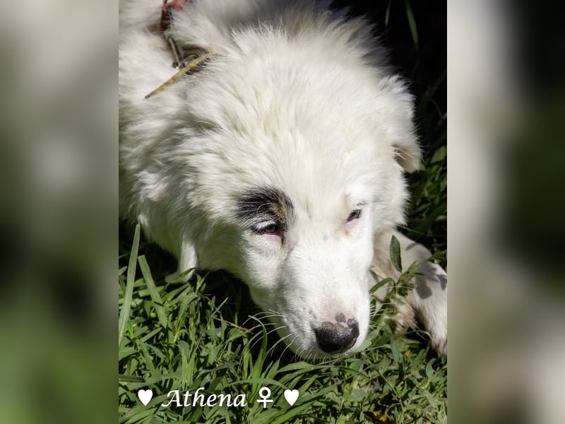 Apollo und Athena suchen ein Zuhause