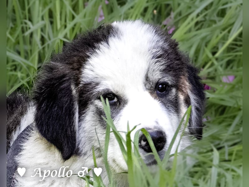 Apollo und Athena suchen ein Zuhause