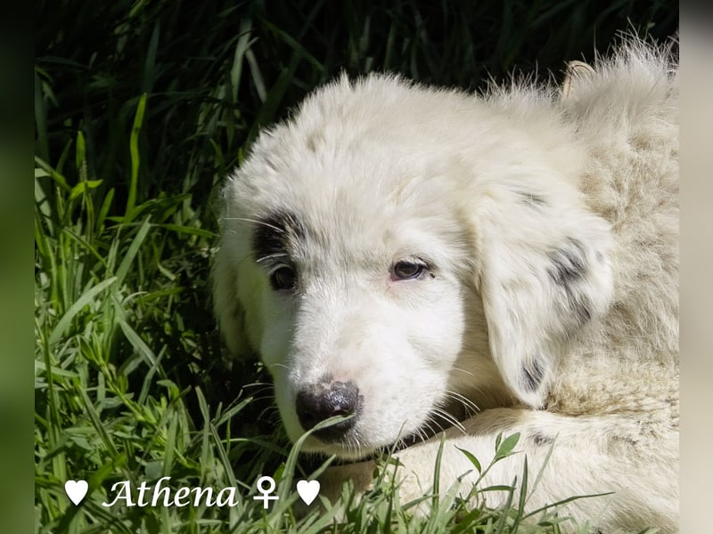 Apollo und Athena suchen ein Zuhause