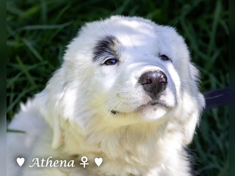 Apollo und Athena suchen ein Zuhause