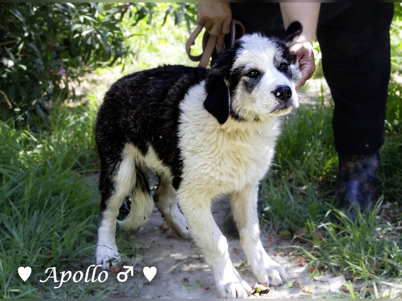 Apollo und Athena suchen ein Zuhause