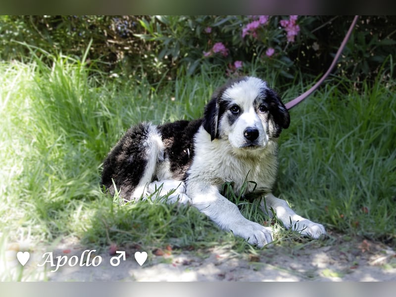 Apollo und Athena suchen ein Zuhause