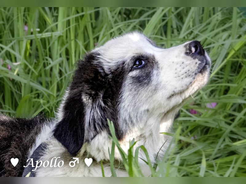 Apollo und Athena suchen ein Zuhause
