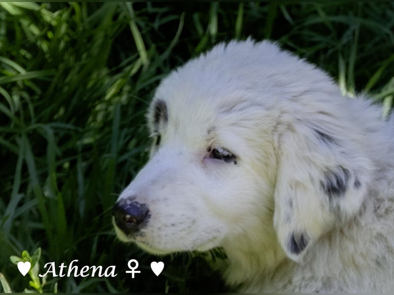 Apollo und Athena suchen ein Zuhause