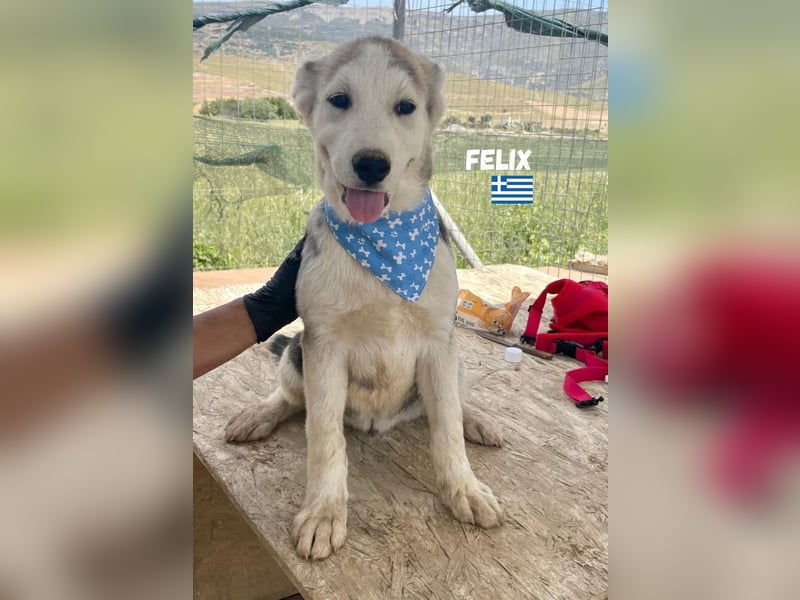 Felix,geb.02/25,hübscher Hundebub sucht seine Familie